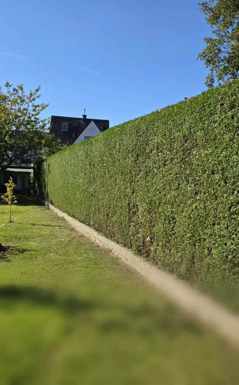 Lange, frisch geschnittene Hecke an einem Rasen unter blauem Himmel